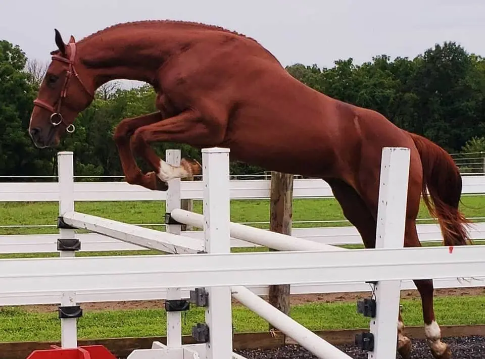talented jumper stallion