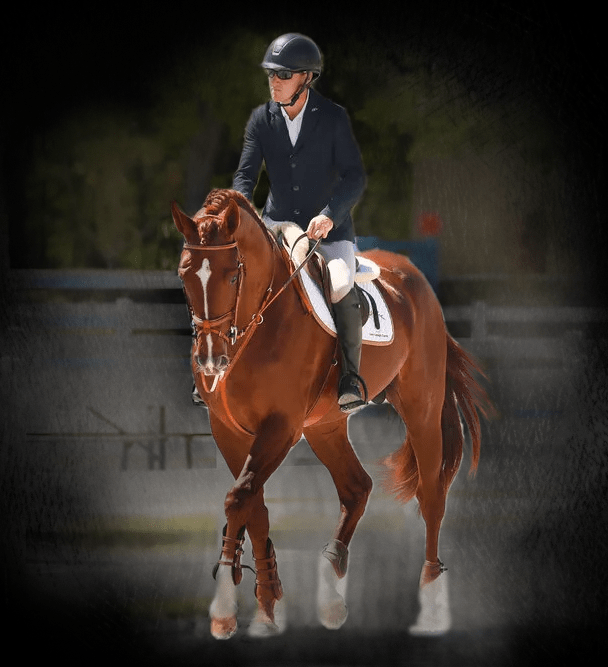 billy echo a premium choice for breeding your mare for Sporthorse prospects