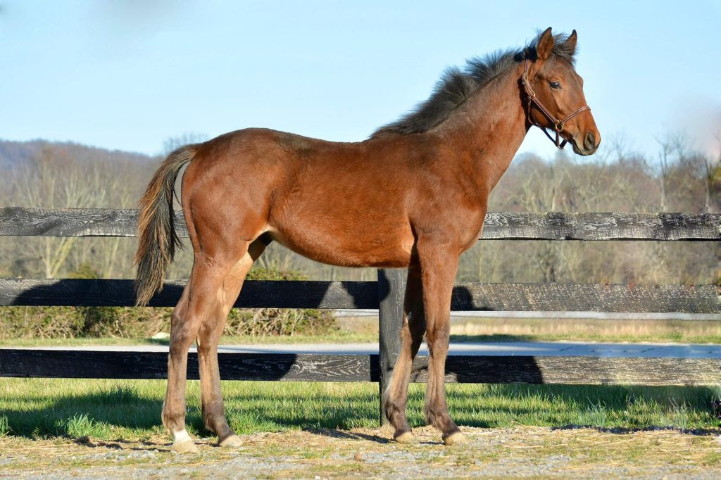 sturdy and athletic warmblood offspring