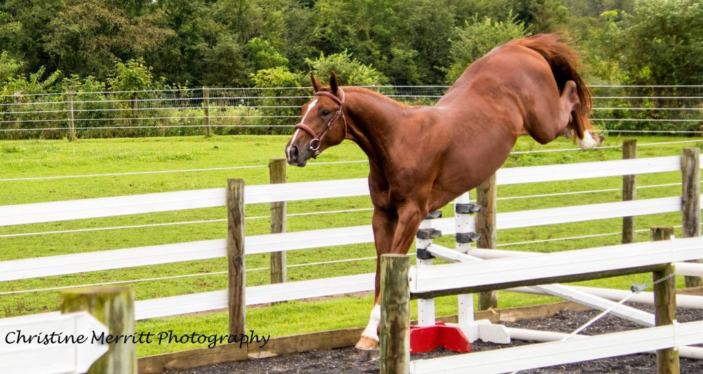 huge jump in warmblood stallion