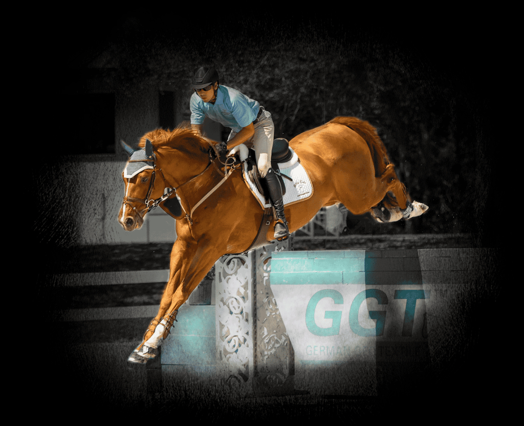 warmblood stallion with quickness and strength