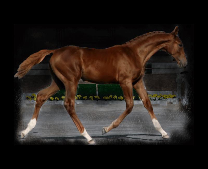 premiere Sporthorse breeding