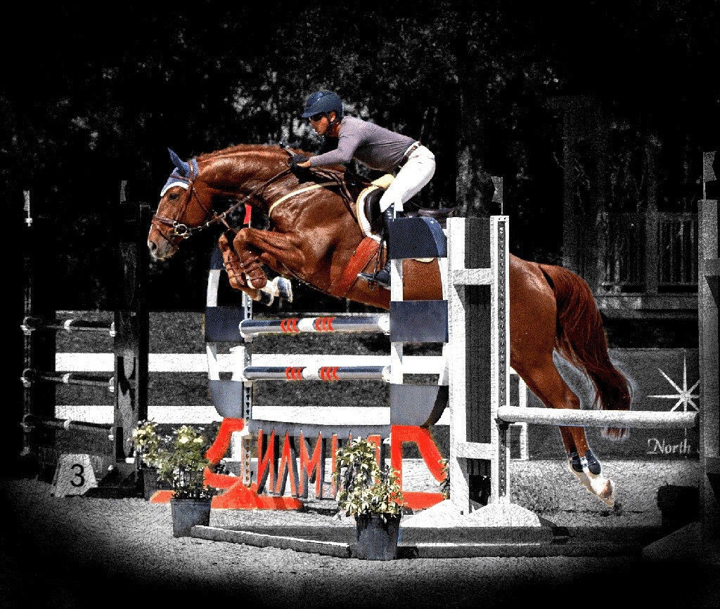 gorgeous registered sporthorse stallion for eventers and hunter jumper breeding
