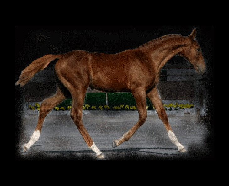 premiere Sporthorse breeding and foals