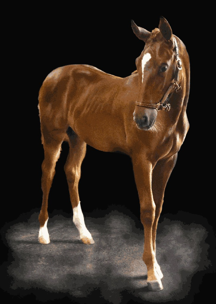 beautiful warmblood prospect by stallion Billy Echo